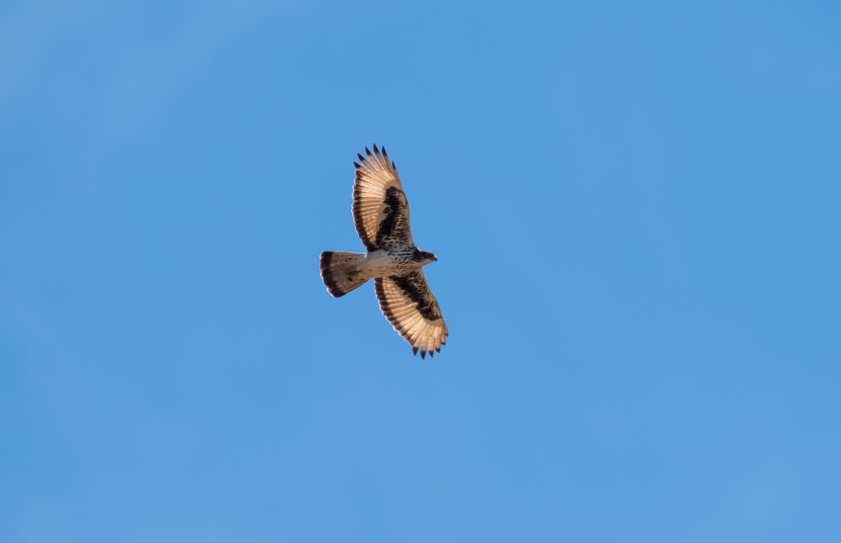 African Hawk-Eagle - Shailesh Pinto