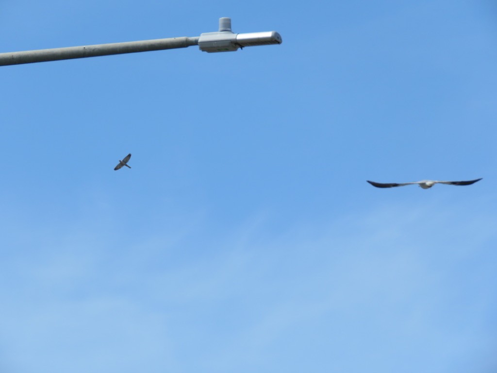White-tailed Kite - ML225549231