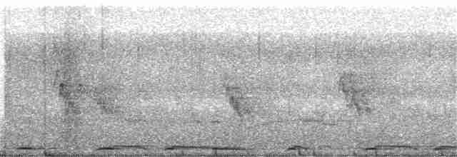 Eurasian Collared-Dove - ML225549361