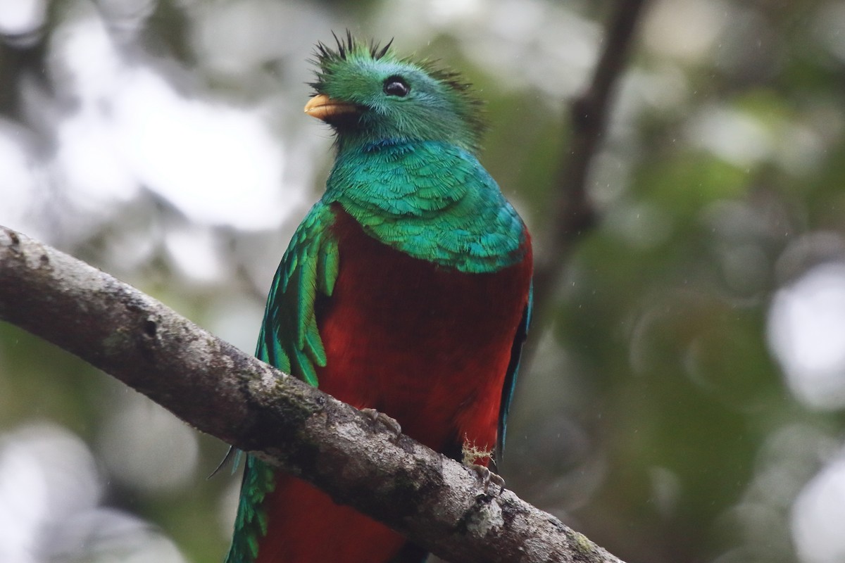 Resplendent Quetzal (Guatemalan) - ML225549921