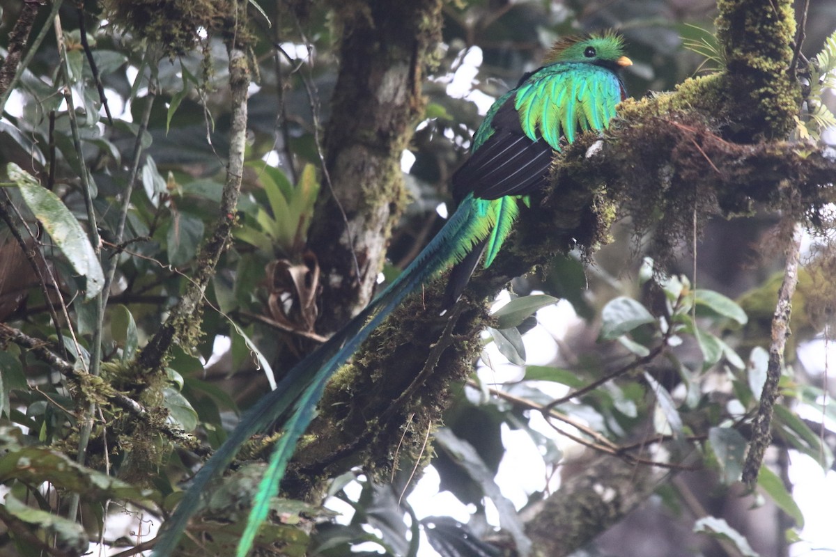 Resplendent Quetzal (Guatemalan) - ML225549961