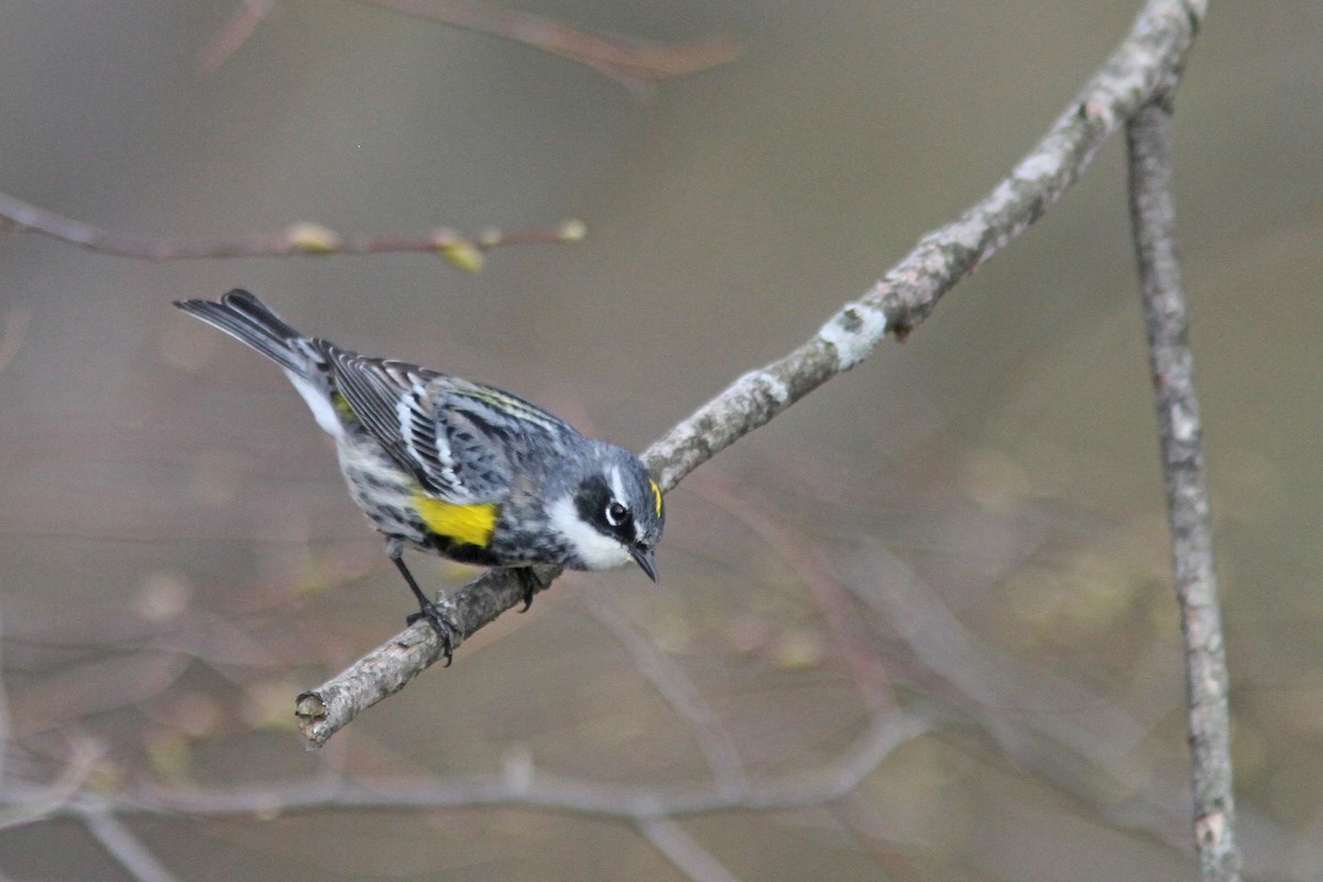 Yellow-rumped Warbler (Myrtle) - ML225551301