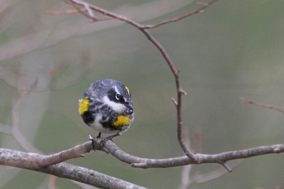 Yellow-rumped Warbler (Myrtle) - ML225551331