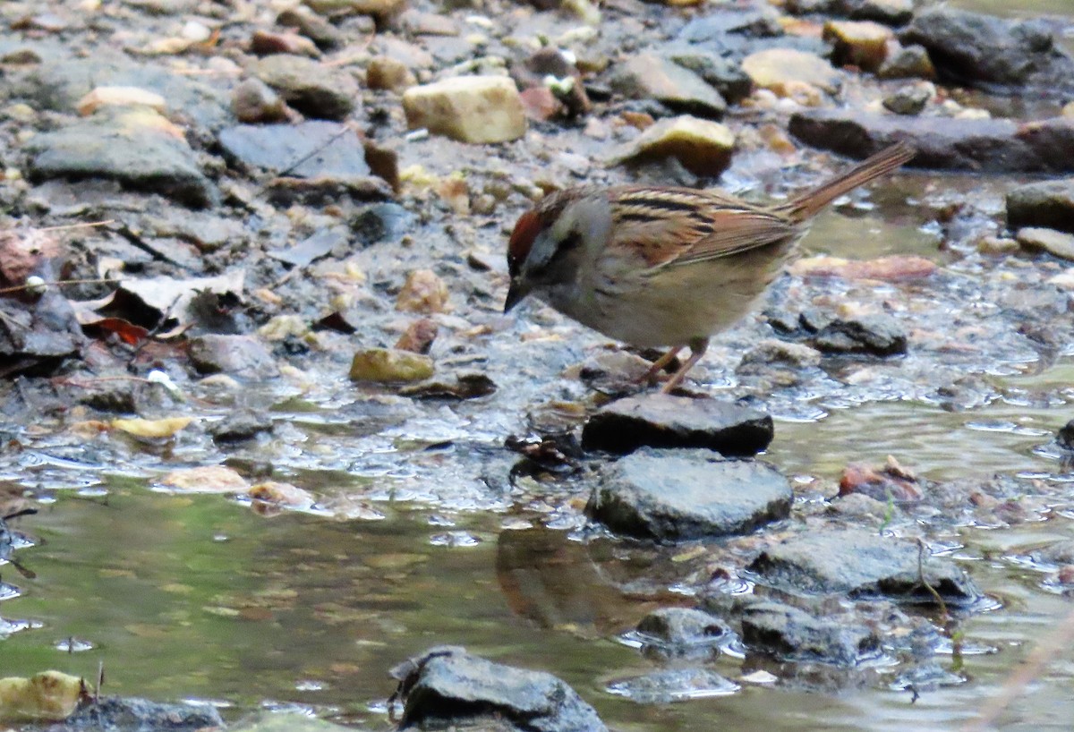 Swamp Sparrow - ML225551651