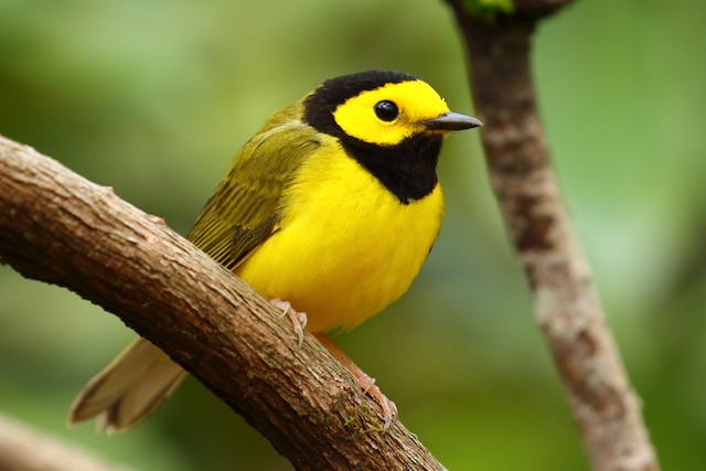 Hooded Warbler - eBird