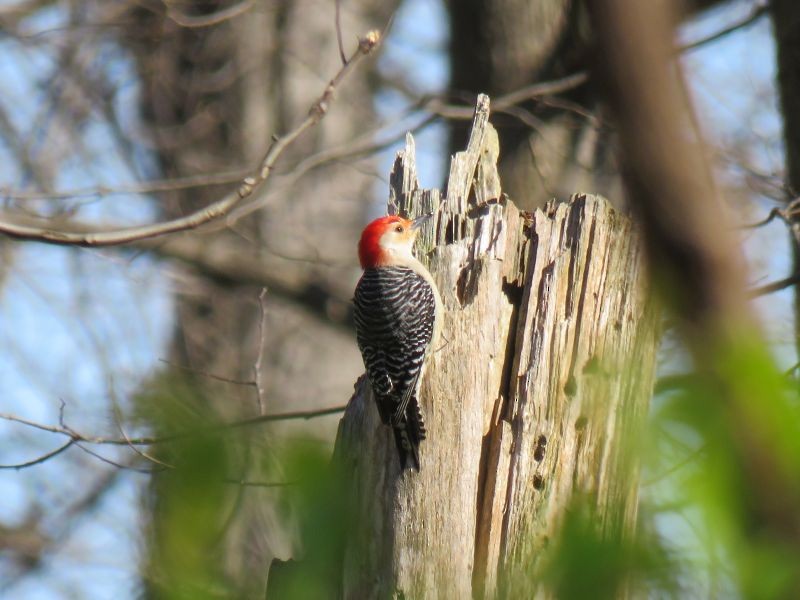 Red-bellied Woodpecker - ML225554861