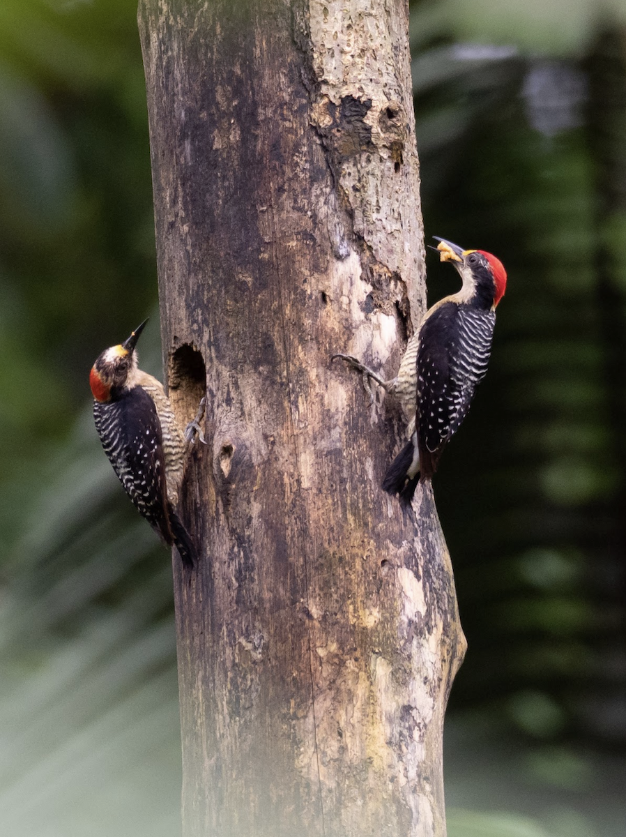 Black-cheeked Woodpecker - ML225566401