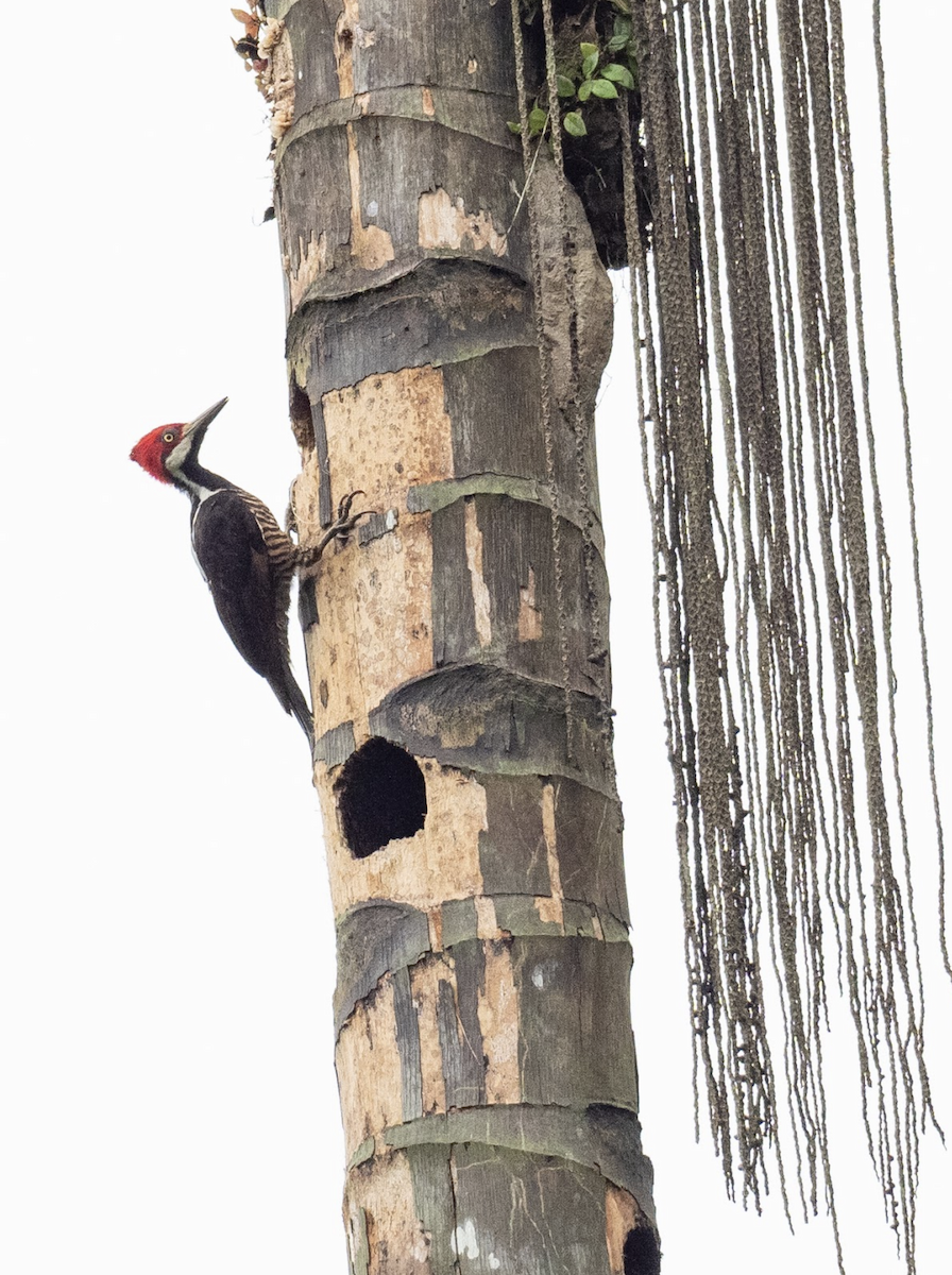 Guayaquil Woodpecker - Simon Colenutt