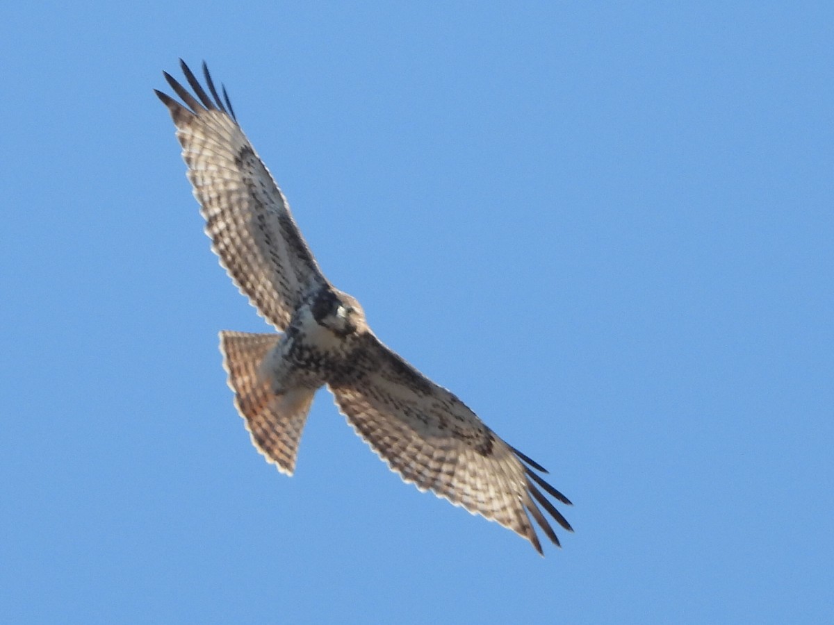 Red-tailed Hawk (borealis) - ML225570001