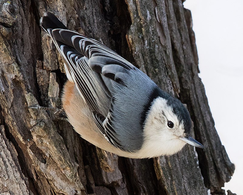 White-breasted Nuthatch - Mike Cameron