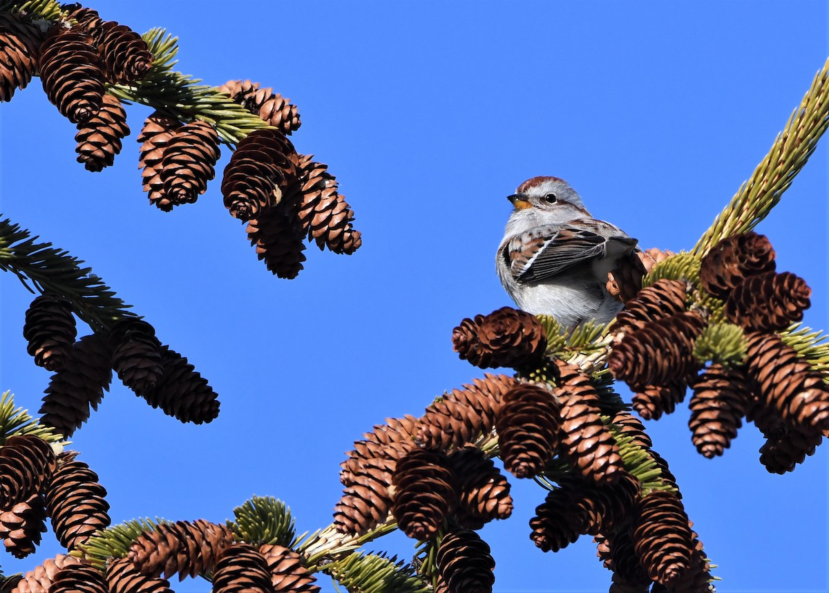 American Tree Sparrow - Francois Dubois