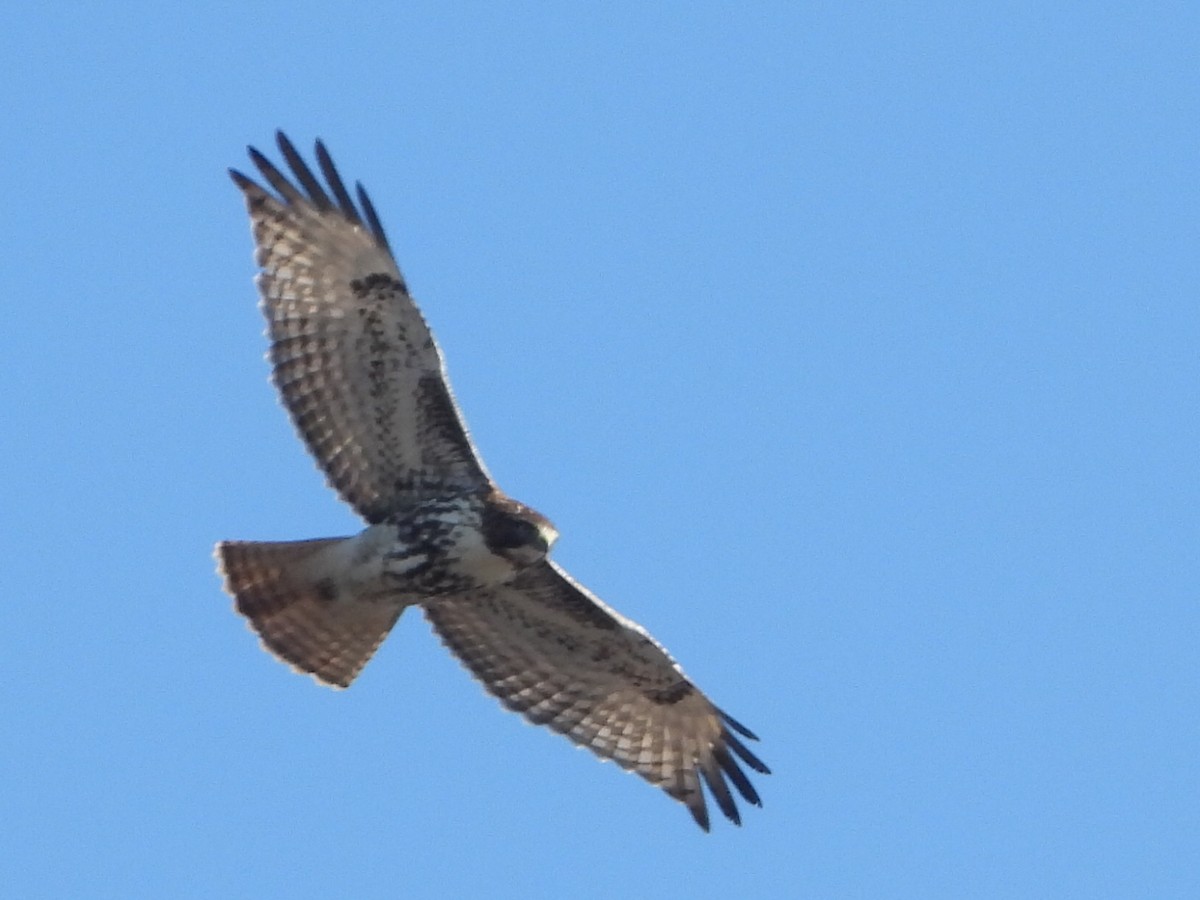 Red-tailed Hawk (borealis) - ML225570691