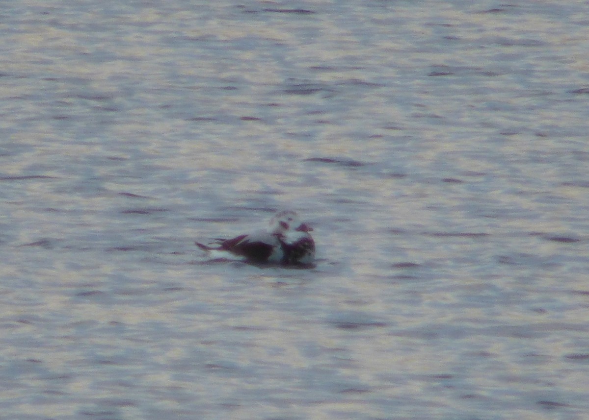 Long-tailed Duck - ML22557161