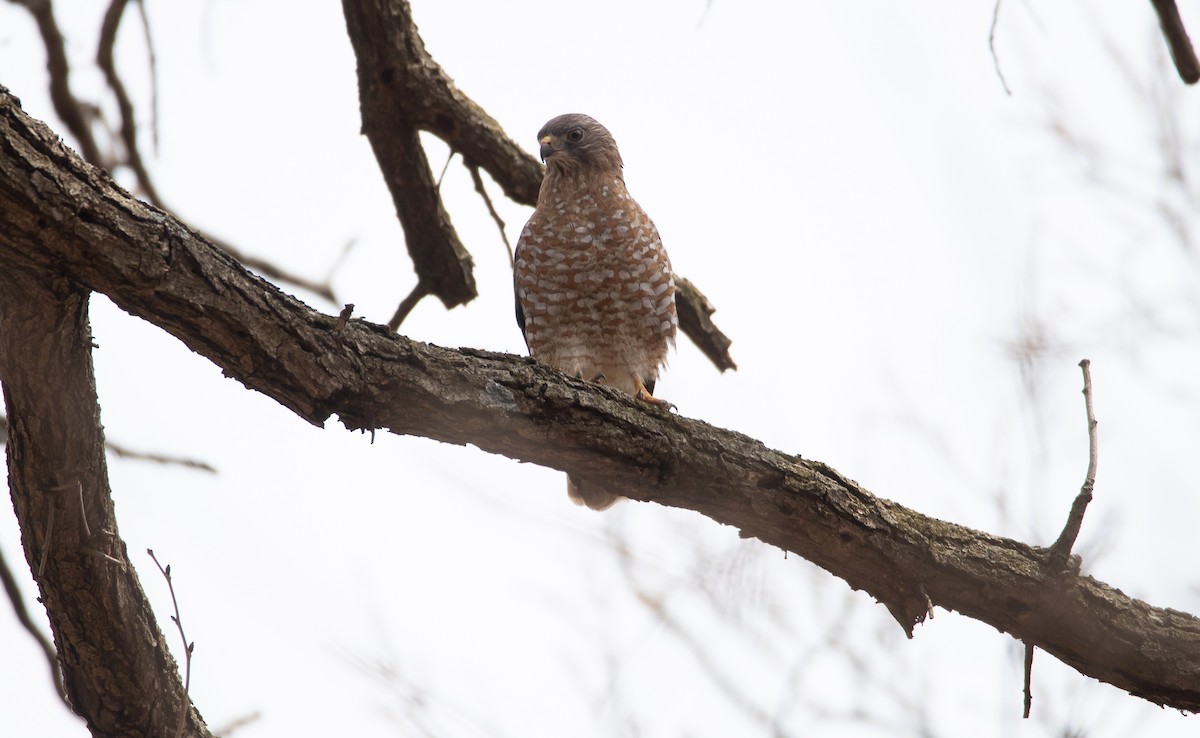 Broad-winged Hawk - Andy Witchger