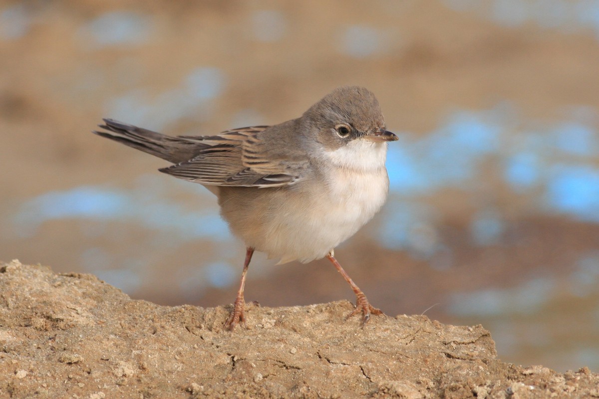 Greater Whitethroat - Oscar Campbell