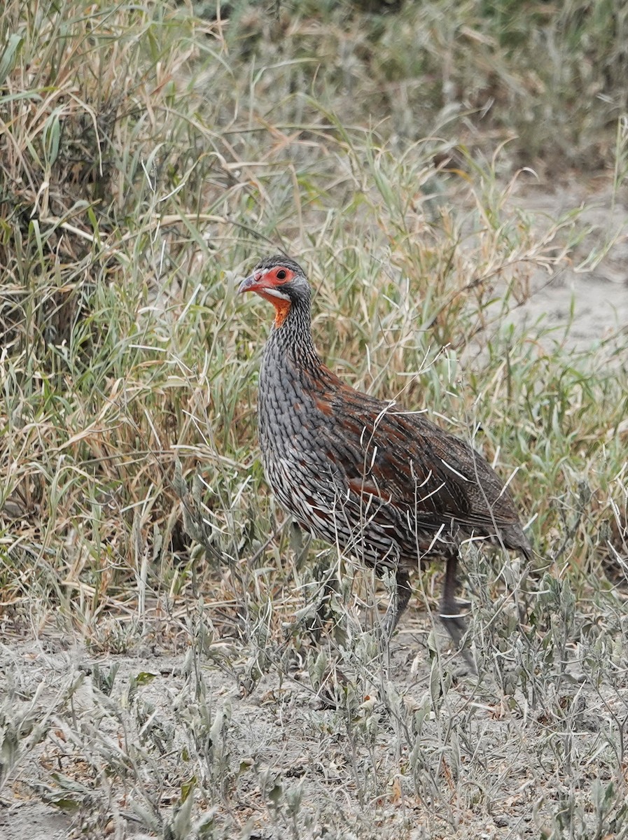 Gray-breasted Spurfowl - ML225576971