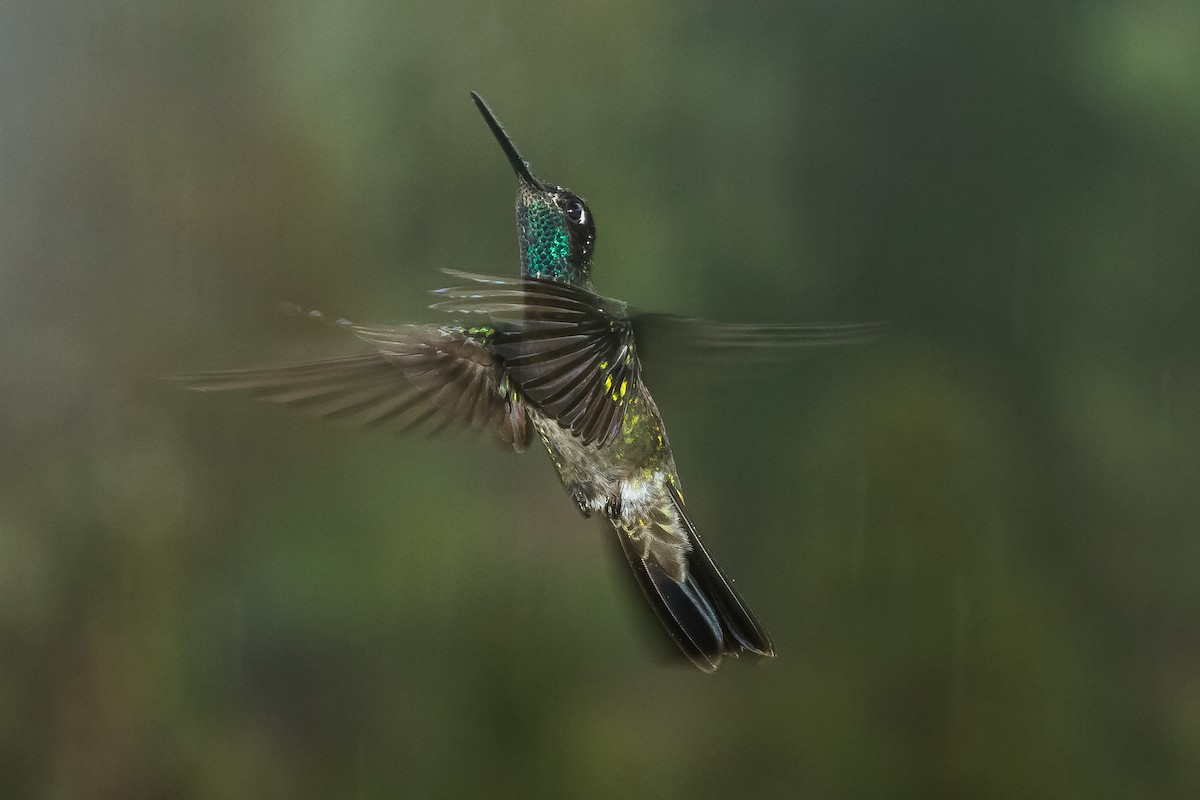 Talamanca Hummingbird - Chris Dennard