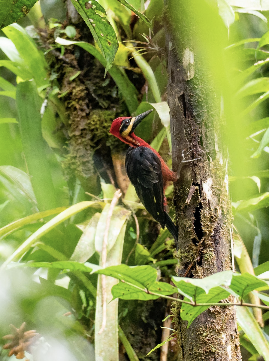 Crimson-bellied Woodpecker (Splendid) - Simon Colenutt