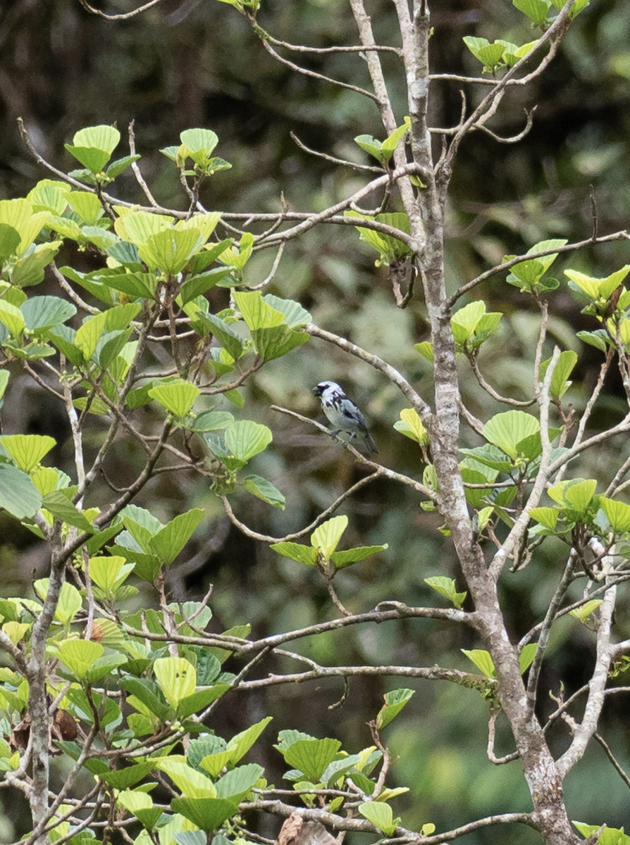 Gray-and-gold Tanager - ML225578761