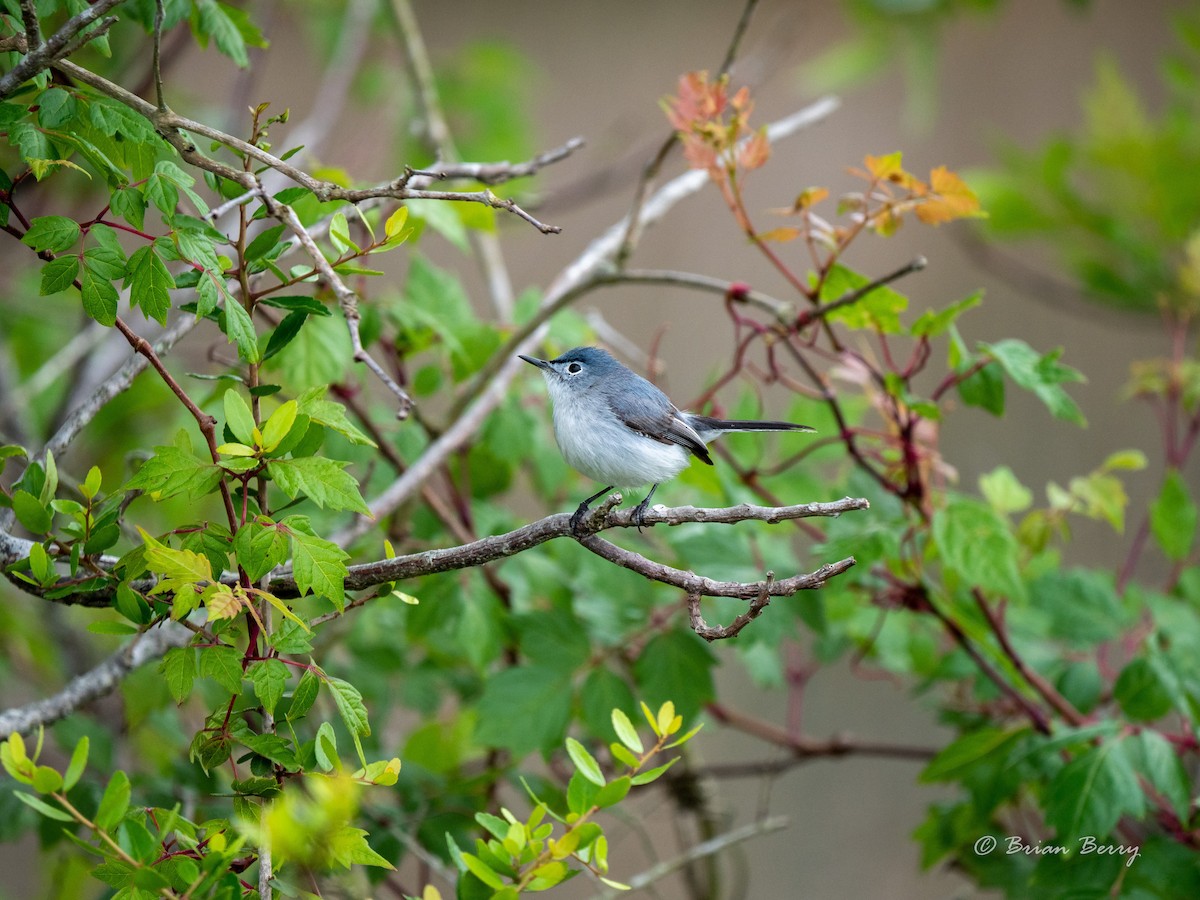 ML225580191 Blue Gray Gnatcatcher Macaulay Library   1200