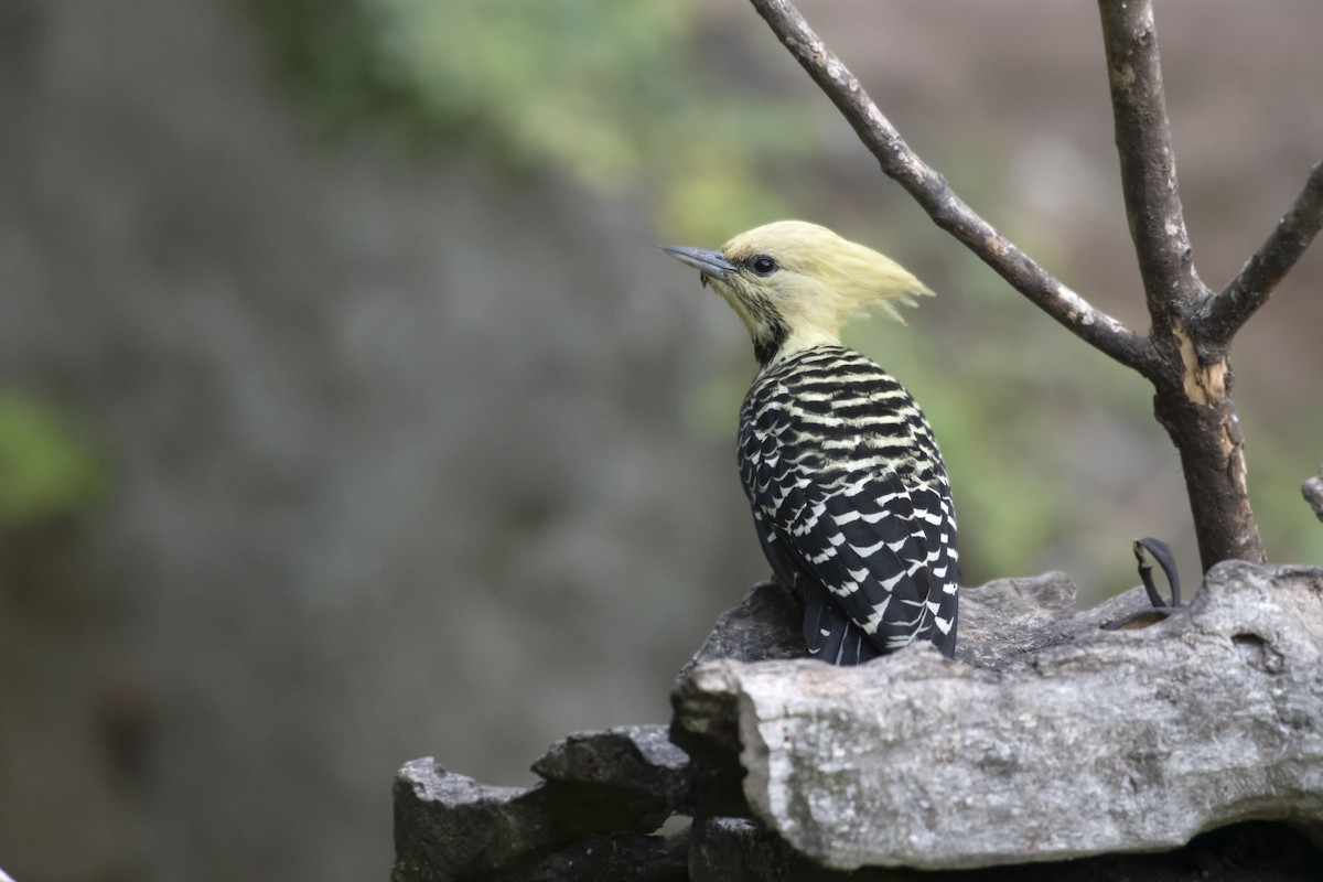 Blond-crested Woodpecker - ML225580371