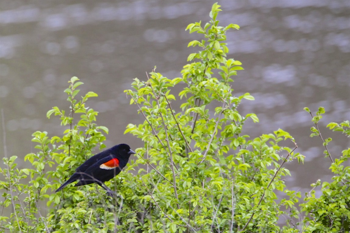 Red-winged Blackbird - ML225580621