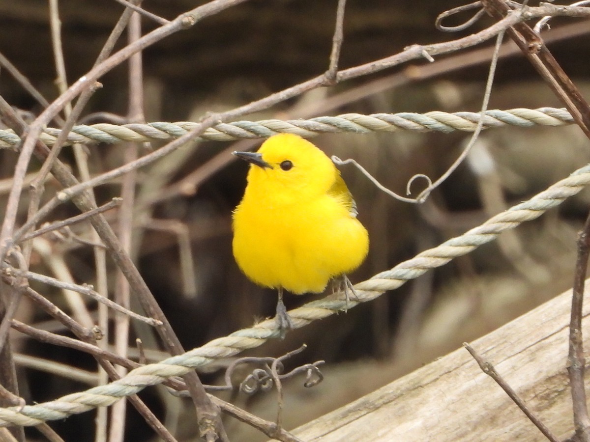 Prothonotary Warbler - ML225581021