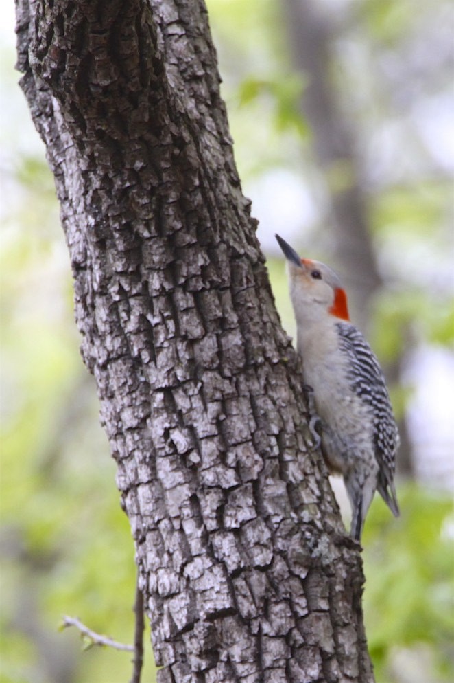 Red-bellied Woodpecker - ML225581821