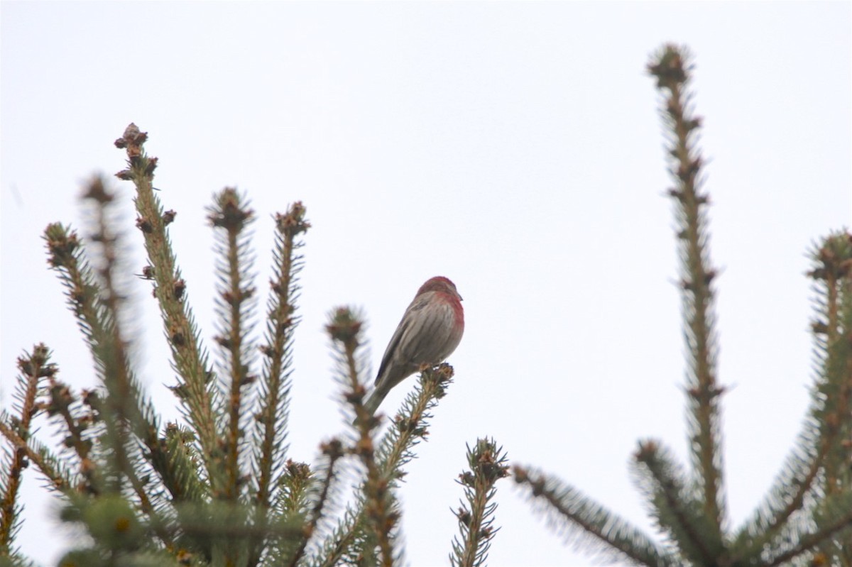 House Finch (Common) - ML225582041