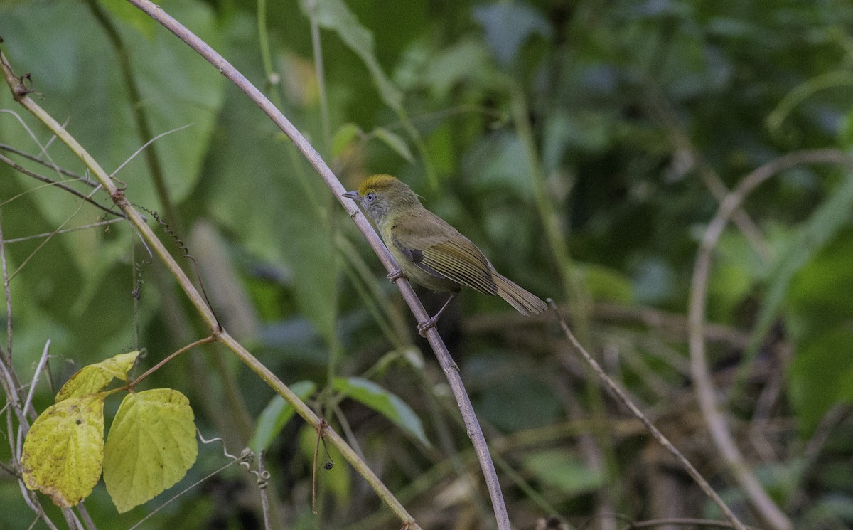 Tawny-crowned Greenlet - ML225582781
