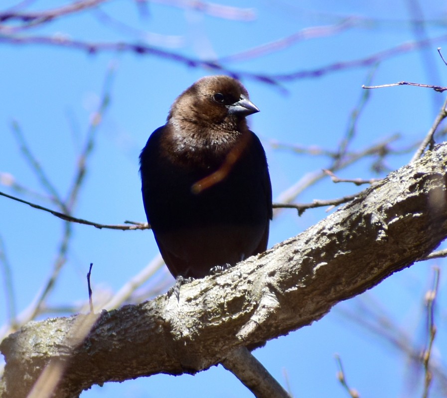 Brown-headed Cowbird - Regis Fortin