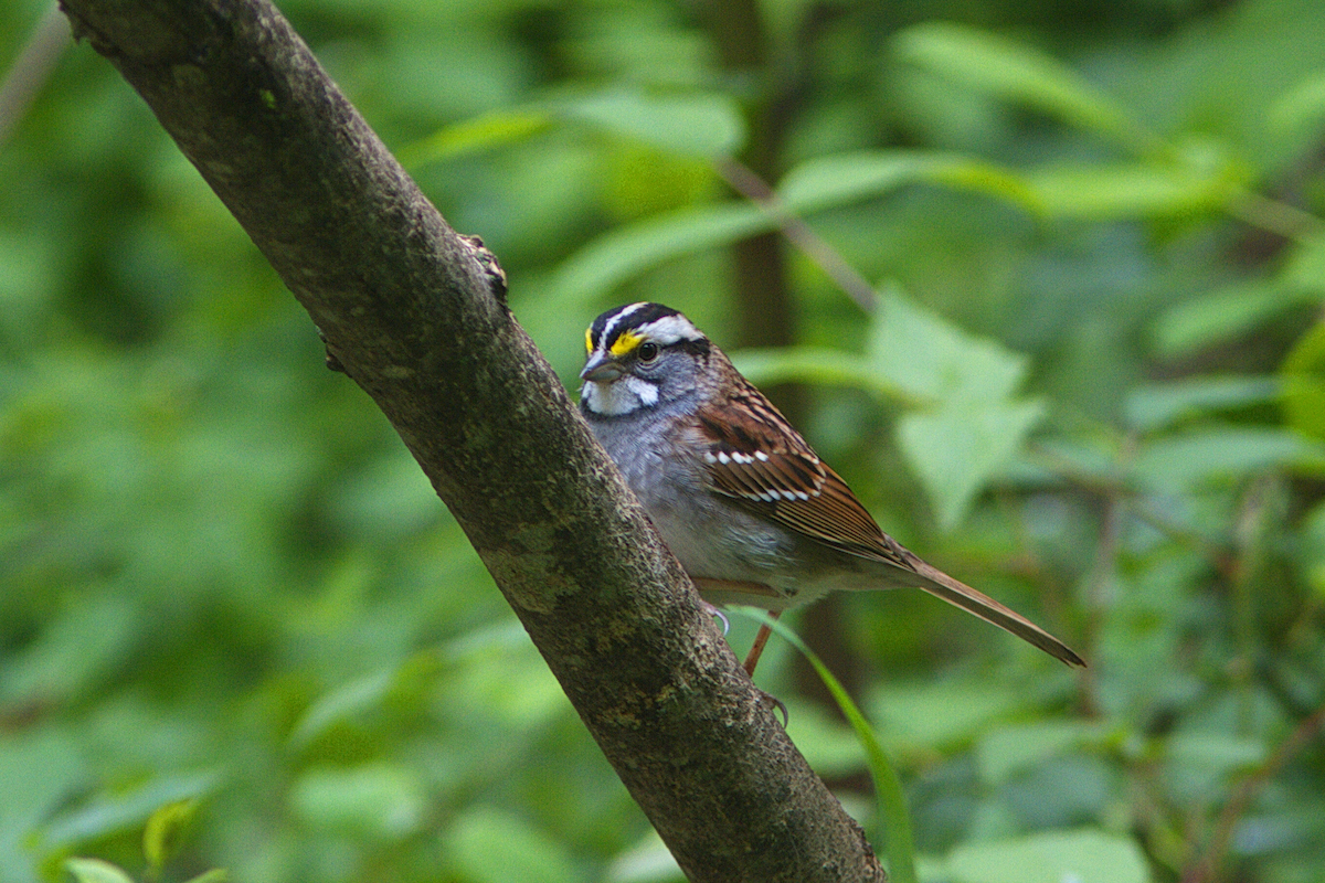 White-throated Sparrow - ML225585941