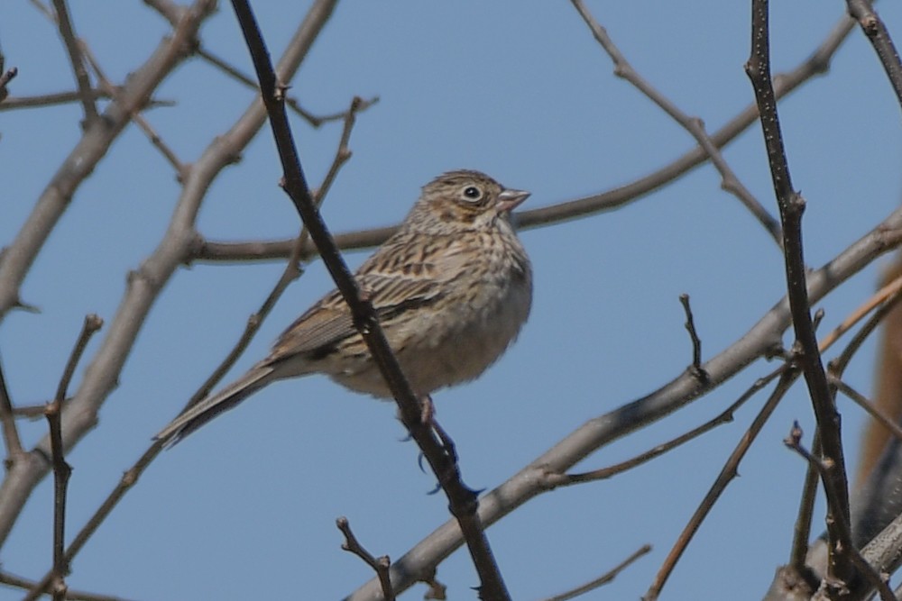 Vesper Sparrow - josh Ketry