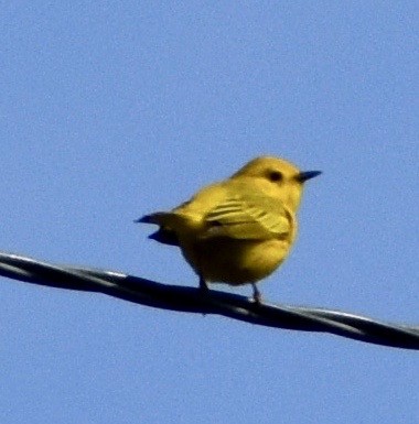 Yellow Warbler - ML225593391
