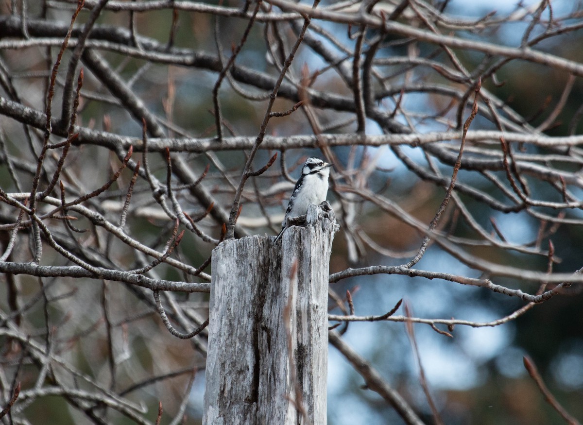 Downy Woodpecker - Cindy Trussell