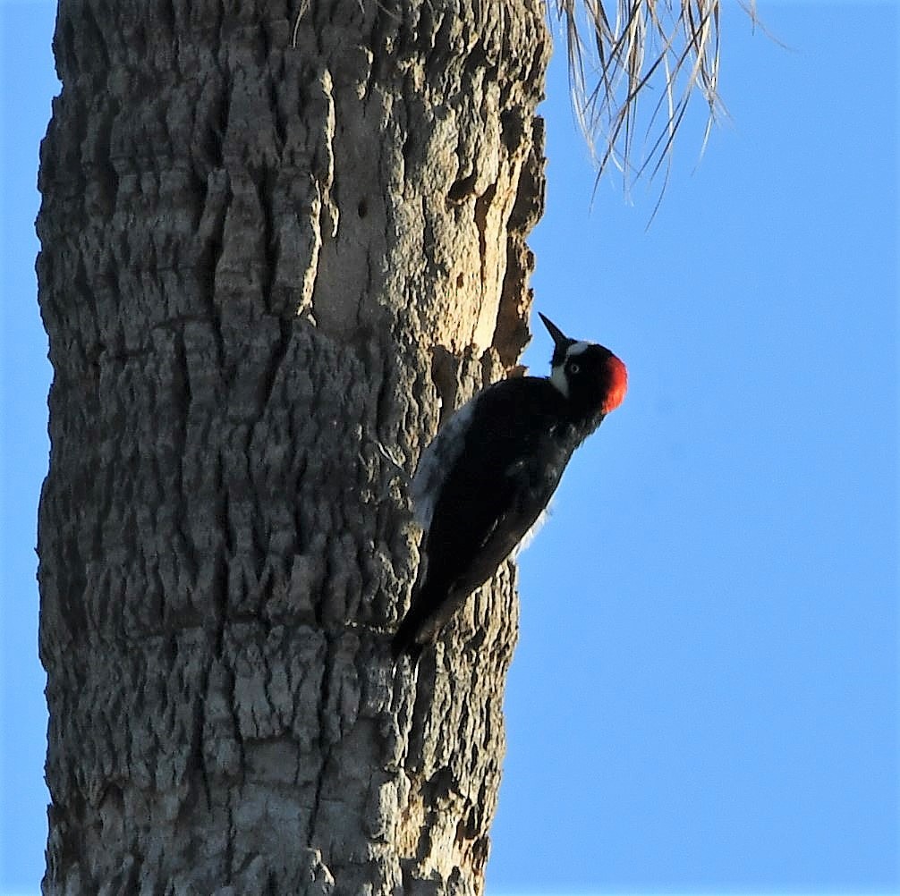 Acorn Woodpecker - ML225597171