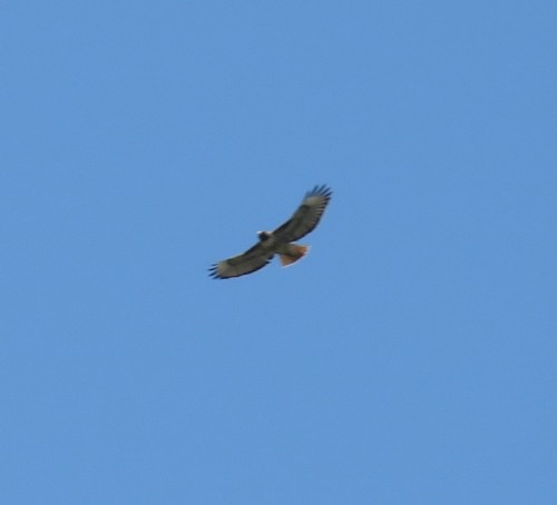 Red-tailed Hawk - ML225597821