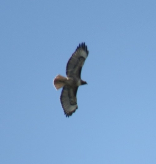 Red-tailed Hawk - ML225597831