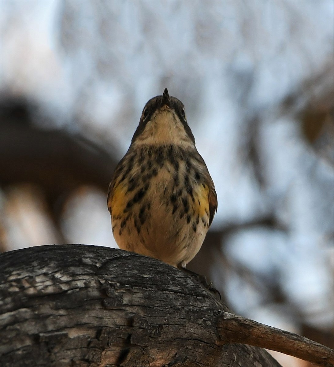 Yellow-rumped Warbler (Myrtle) - David Beaudette