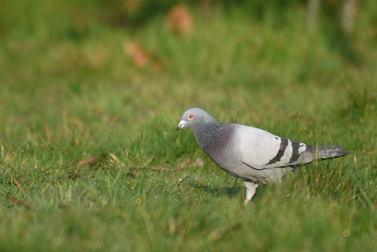 Rock Pigeon (Feral Pigeon) - Hannes Leonard
