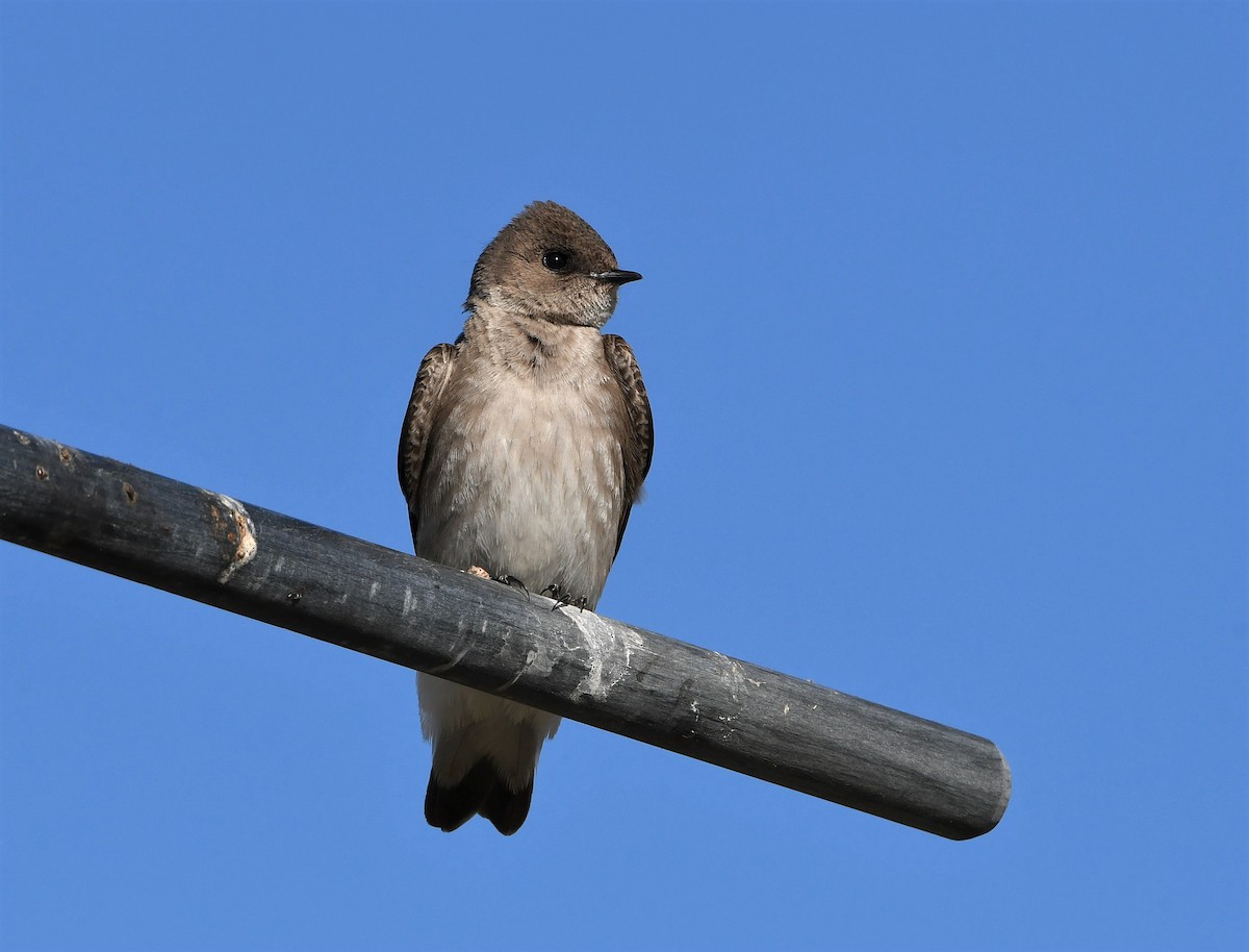 Northern Rough-winged Swallow - David Beaudette