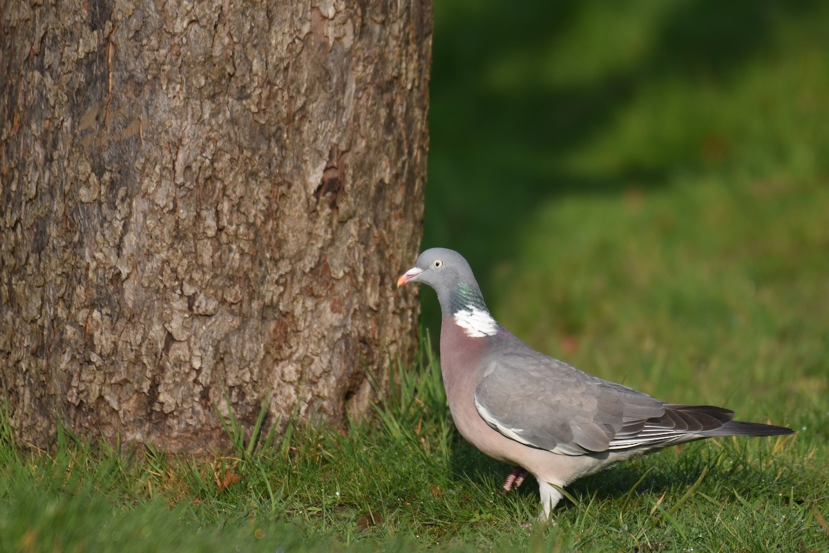 Common Wood-Pigeon (White-necked) - Hannes Leonard