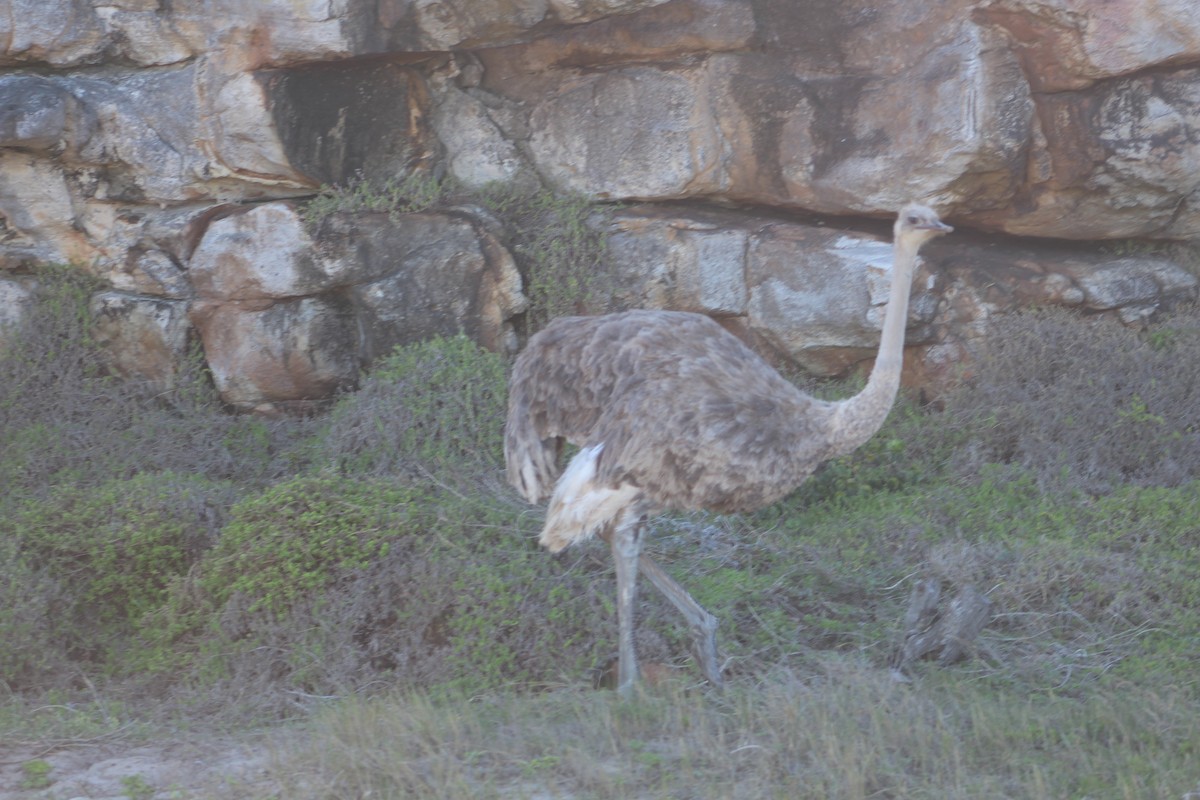 Common Ostrich - ML22560091