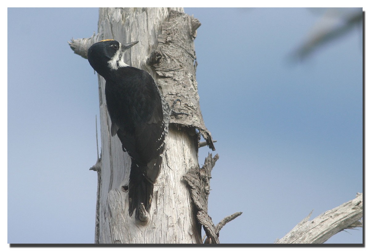 Black-backed Woodpecker - ML225602981