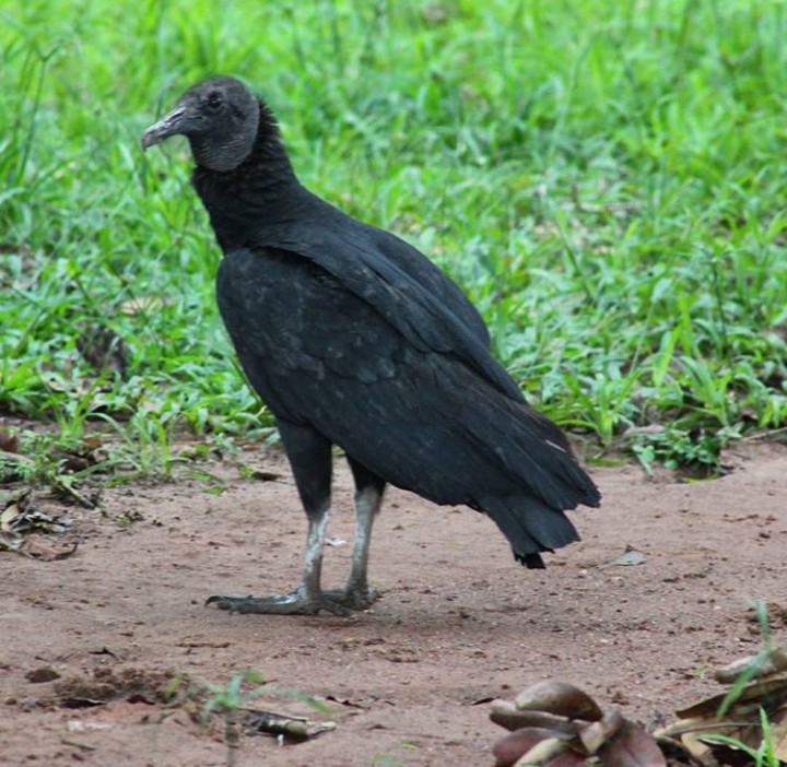 Black Vulture - ML225604391