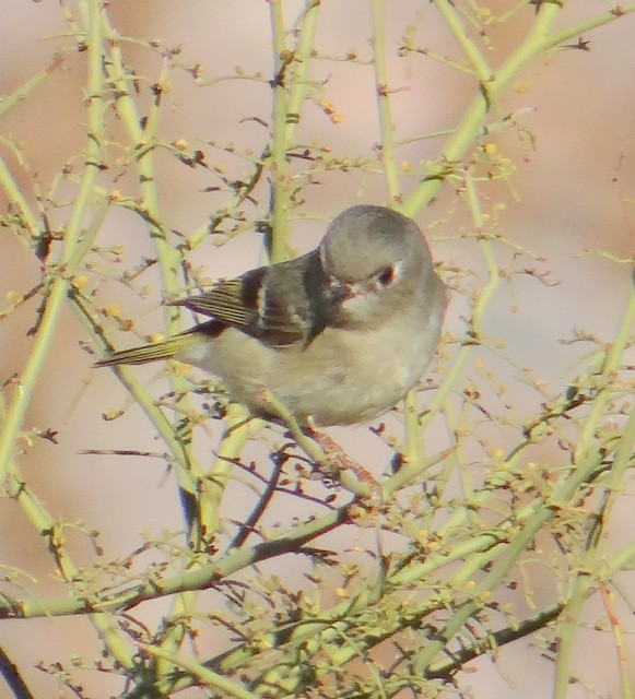 Ruby-crowned Kinglet - Richard and Janice Drummond