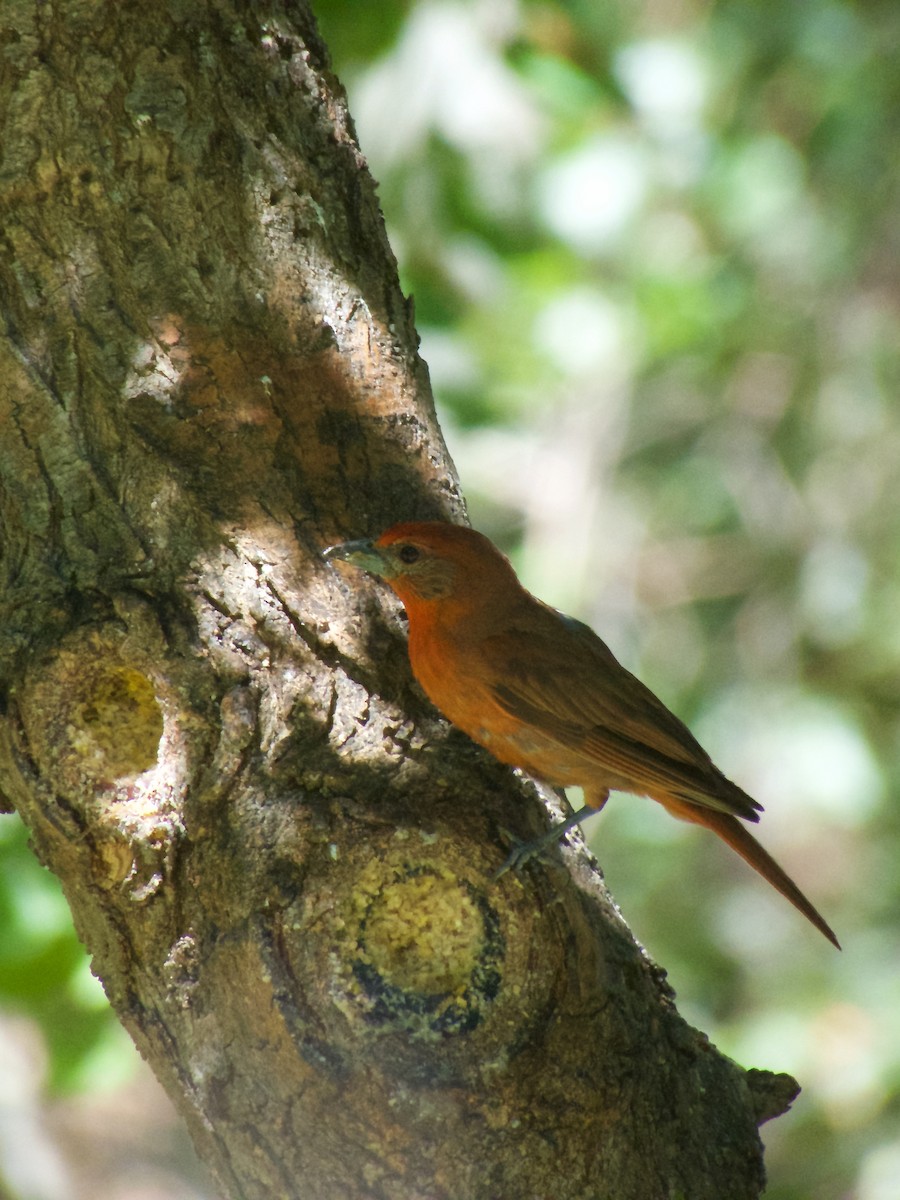 Hepatic Tanager - ML225618981