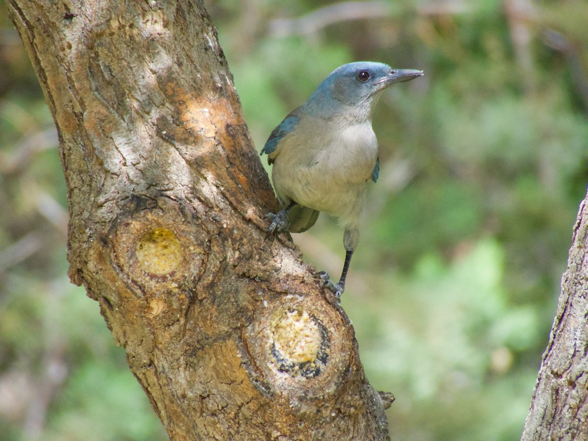 Mexican Jay - ML225619271