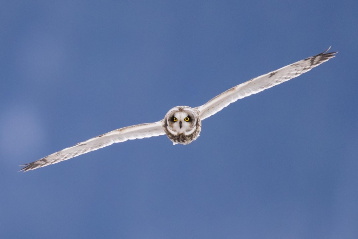 Short-eared Owl - ML22562381