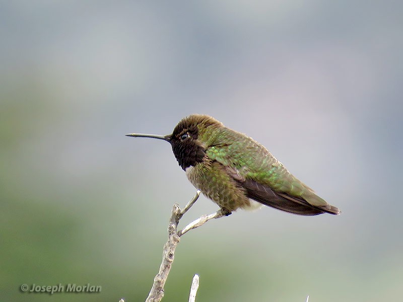 Anna's Hummingbird - ML225628861